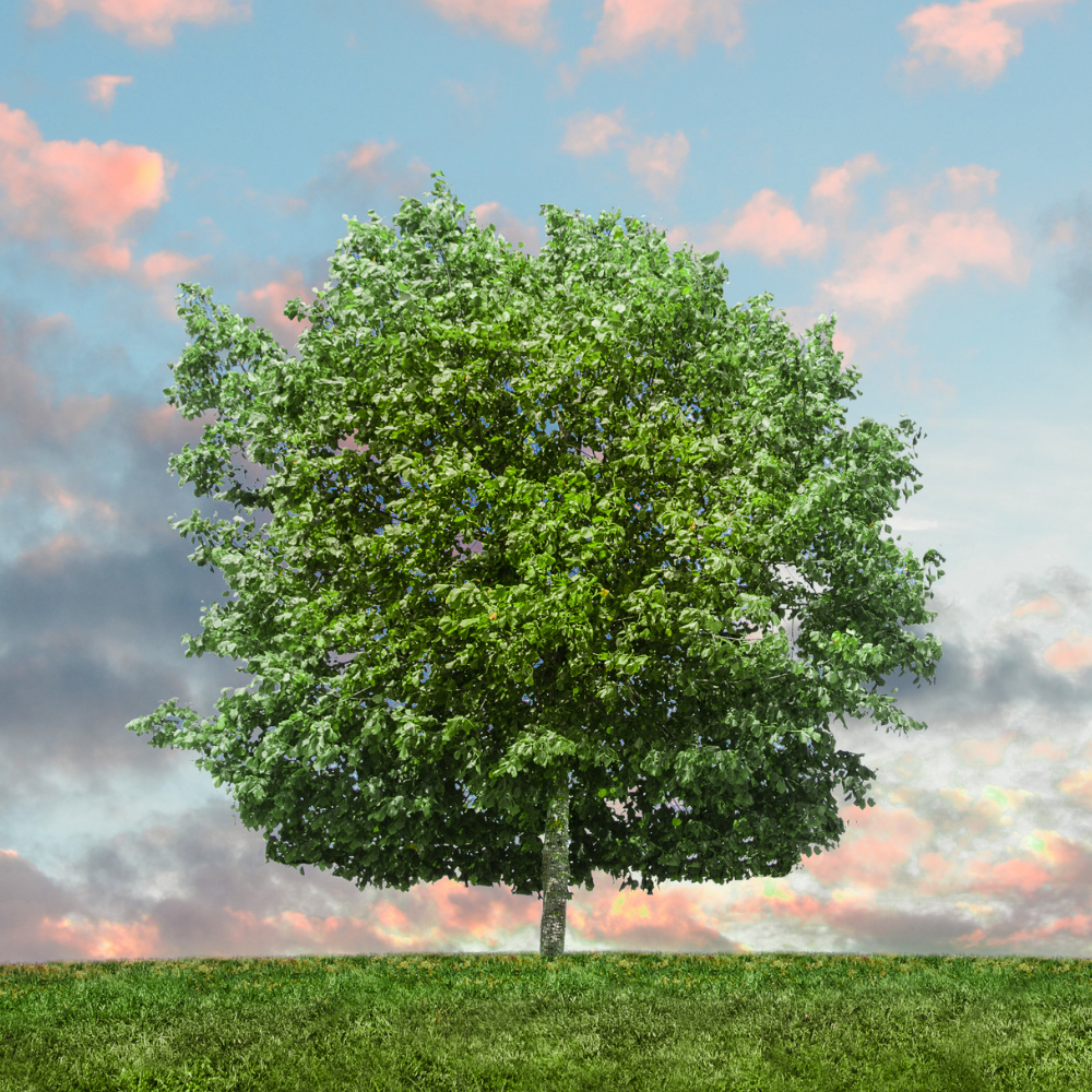 Conservation vieux arbres Nogent-le-Roi : À quoi ça sert ?