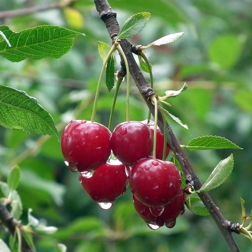 Arbre fruitier 28