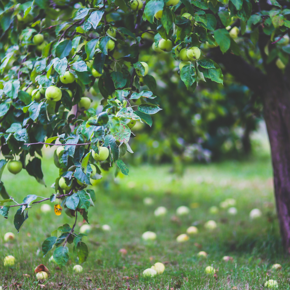 Les menaces qui pèsent sur les vieux arbres