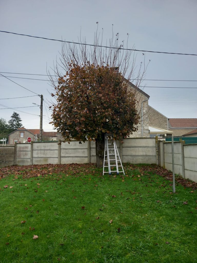 protection des arbres Nogent-le-Rotrou