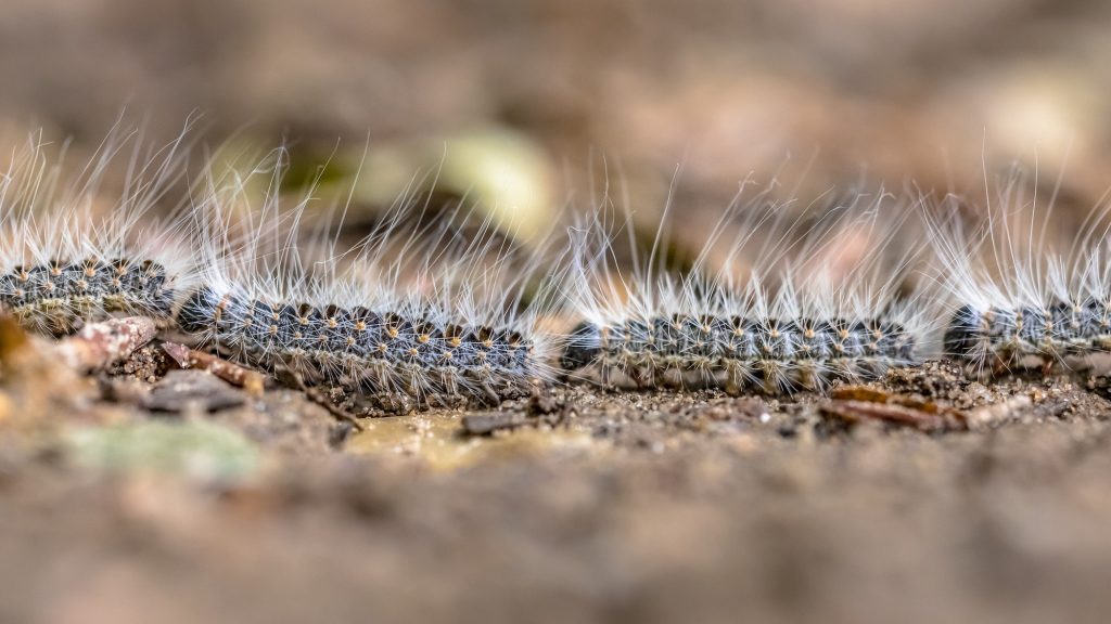 Chenille processionnaires