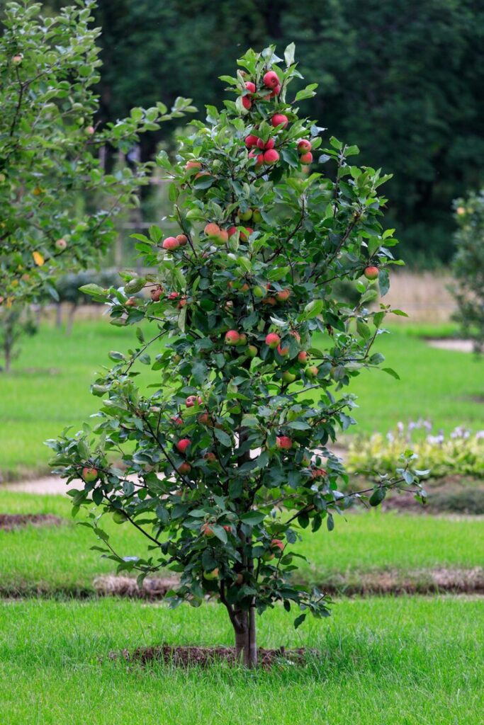 entretien arbres fruitiers Châteaudun