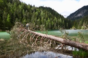 élagage en bord de rivière