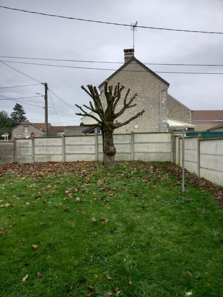 Soin des Arbres Anciens à Mainvilliers 