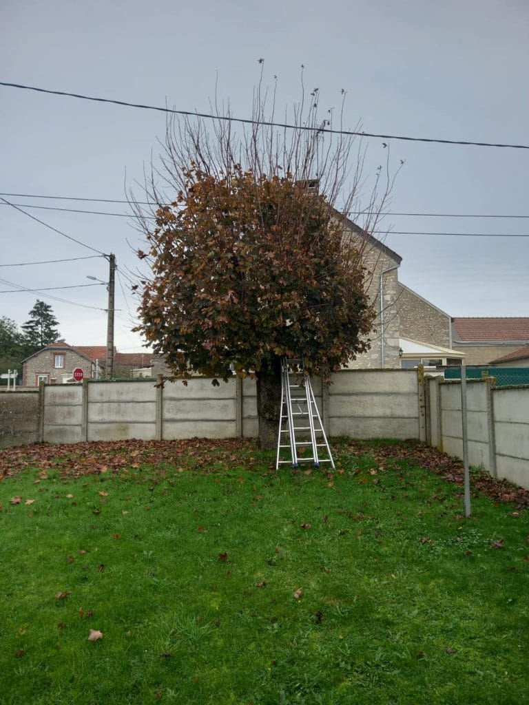 Réalisation de l'élagage d'un arbre dans le département 28 Eure-et-Loire par Steven 28