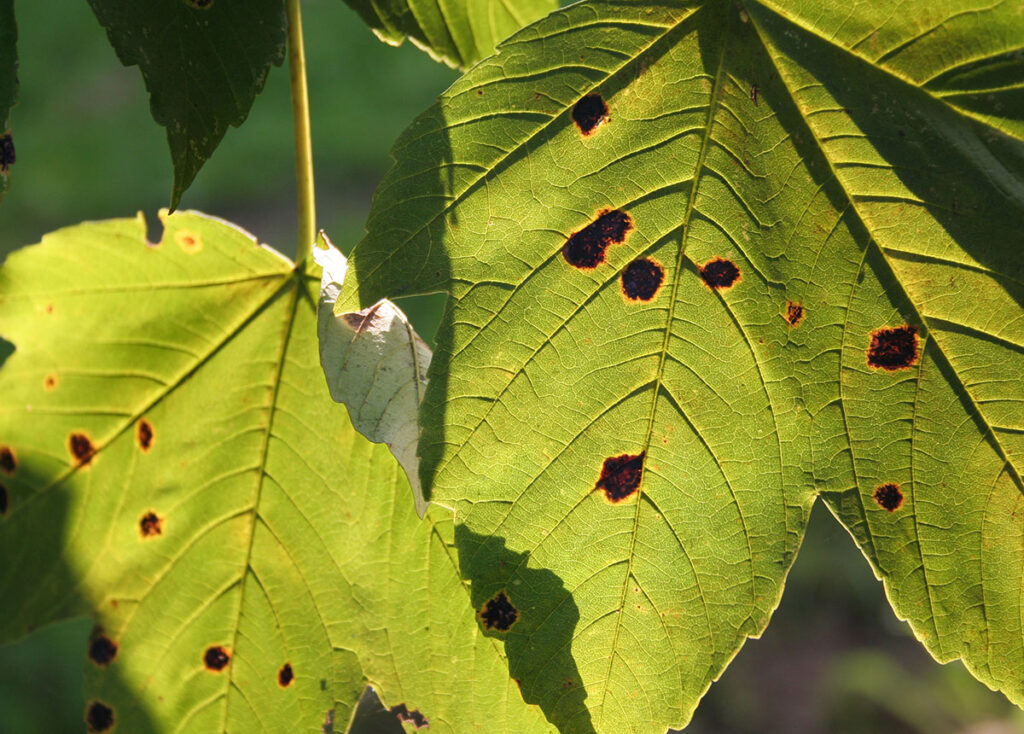 Parasites d'Arbres à Rambouillet