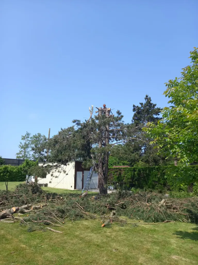 elagage et abattage d'arbres  à toury