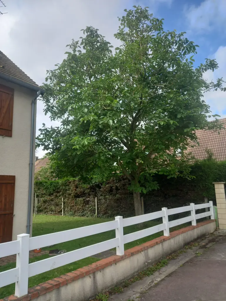 Protection des Arbres durant les Travaux à Nogent-le-Rotrou