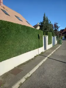 La taille haies Luisant est une intervention cruciale