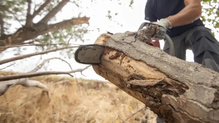 Abattage d'arbre réalisé par un jardinier à Chartres (28)