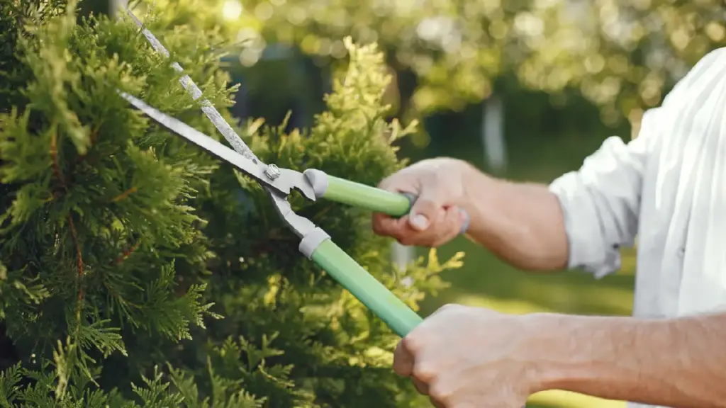 Taille d'entretien de haie réalisée par un jardinier à Chartres (28)