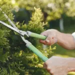 Taille d'entretien de haie réalisée par un jardinier à Chartres (28)