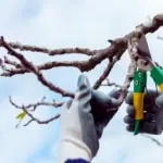 Taille d'entretien de haie réalisée par un jardinier à Chartres (28)