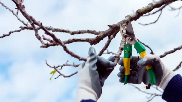 Taille d'entretien de haie réalisée par un jardinier à Chartres (28)