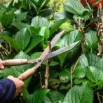 taille douce région 28