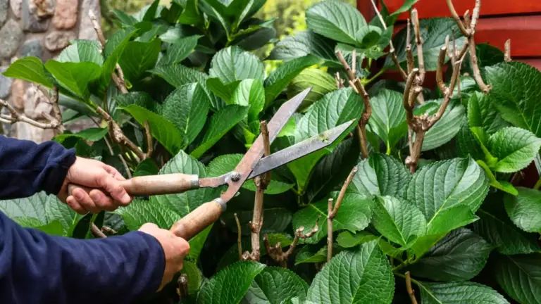 taille douce région 28