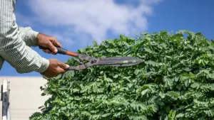 Taille d'entretien de haie réalisée par un jardinier à Chartres (28)