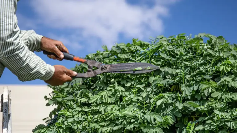 Taille d'entretien de haie réalisée par un jardinier à Chartres (28)