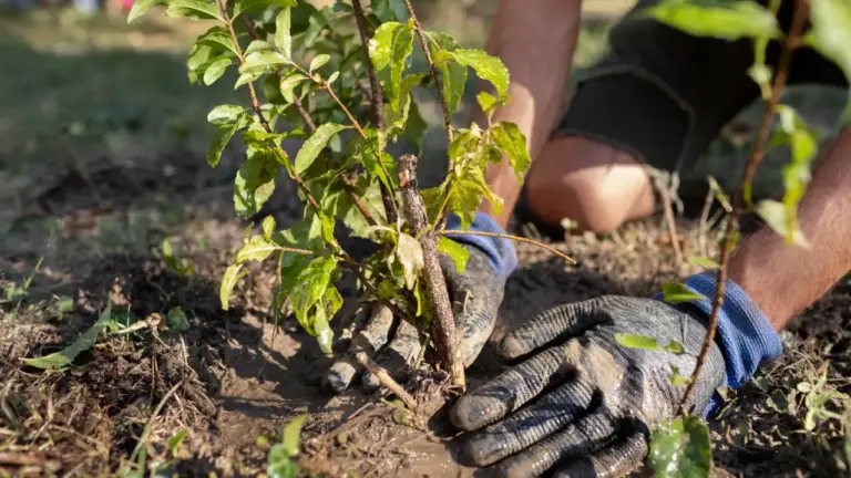 Taille d'entretien de haie réalisée par un jardinier à Chartres (28)