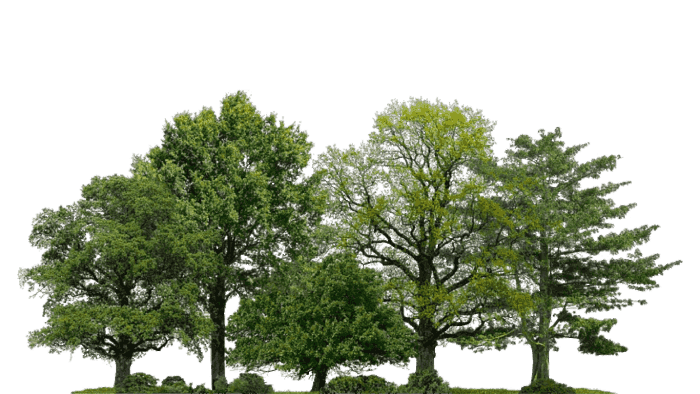 arbre
