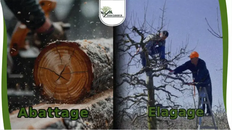 Services professionnels d'abattage et d'élagage d'arbres par Steven Élagueur 28