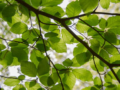 Design sans titre-42