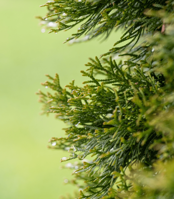 Design sans titre-50