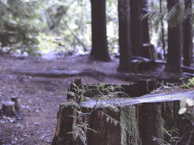 abattage d’arbres Eure-et-Loir
