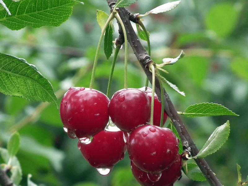 Taille d'arbres fruitiers
