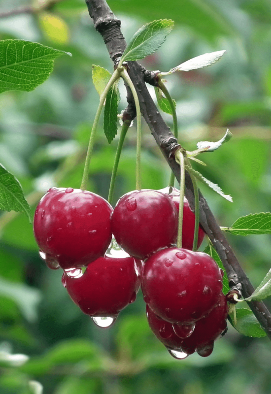 Taille d'arbres fruitiers
