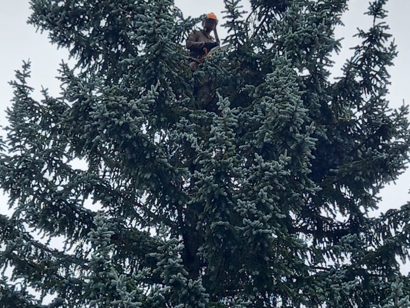 Élagage délicat Eure-et-Loir