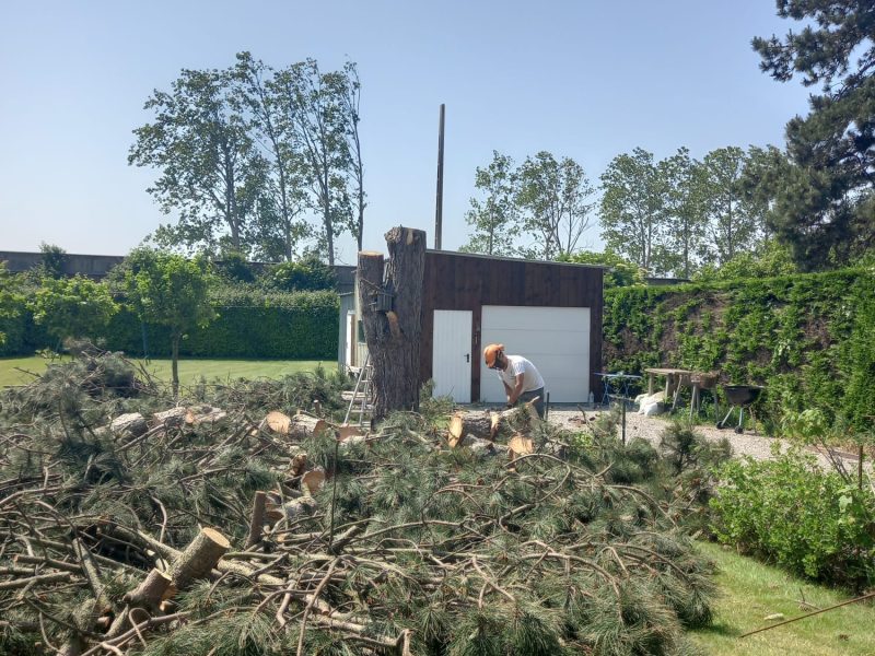 Débitage d'arbres à terre Élagueur 28