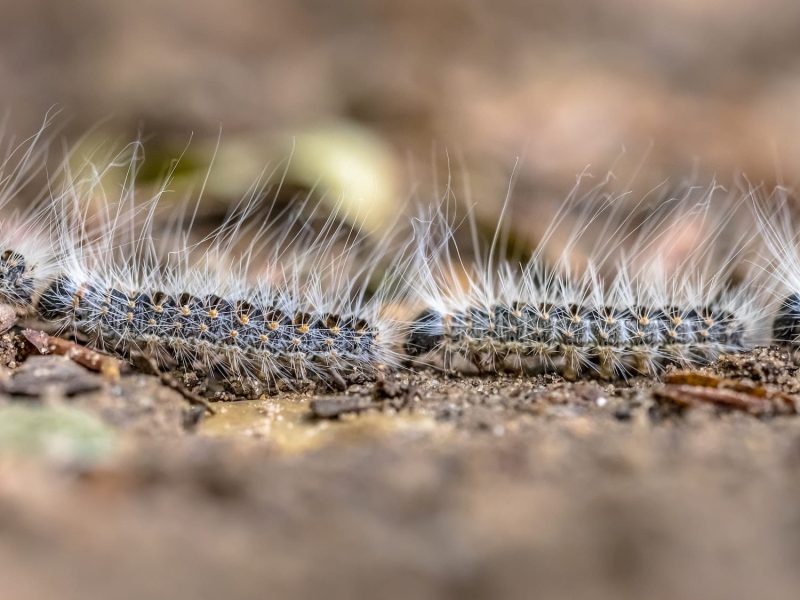 Chenille processionnaires