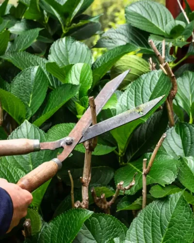 taille douce région 28