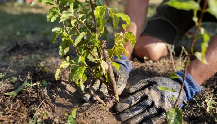 Taille d'entretien de haie réalisée par un jardinier à Chartres (28)